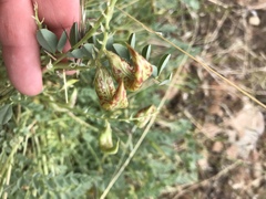 Astragalus iodanthus