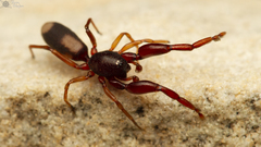 Diaphorocellus biplagiatus