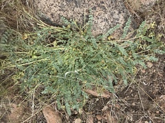 Astragalus iodanthus