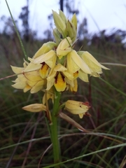 Orthochilus rutenbergianus