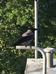 Corvus cornix
