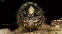 Pandesma robusta