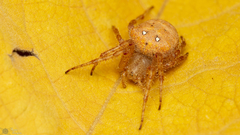 Pararaneus spectator