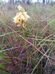 Orthochilus rutenbergianus