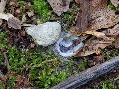 Hypomyces stephanomatis