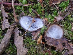 Hypomyces stephanomatis