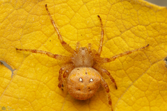 Pararaneus spectator