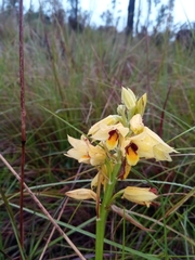 Orthochilus rutenbergianus