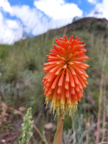 Image of Kniphofia linearifolia by (c) Manuel R Popp, some rights reserved (CC BY)