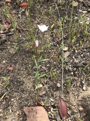 Clarkia epilobioides