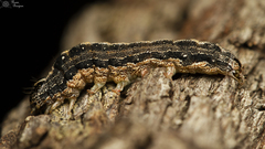Pandesma robusta