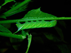 Manduca occulta