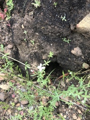 Clarkia epilobioides