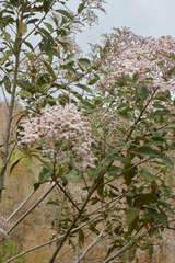 Vernonanthura patens