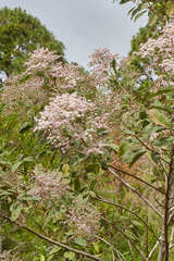 Vernonanthura patens