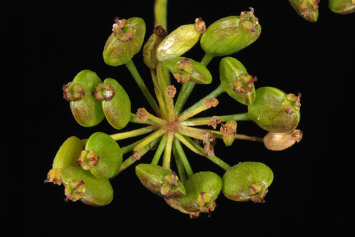 Paprastasis pastarnokas nuotrauka