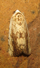 Tachosa brunnescens