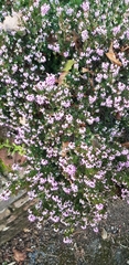 Erica carnea