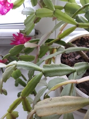 Schlumbergera buckleyi