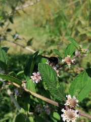 Bombus pauloensis