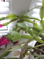 Schlumbergera buckleyi
