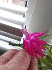 Schlumbergera buckleyi