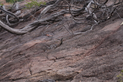 Lophognathus gilberti