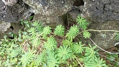 Euphorbia azorica