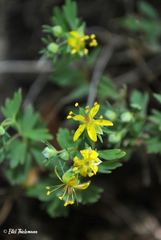 Balbisia gracilis