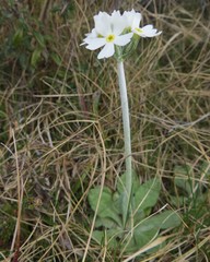 Primula magellanica