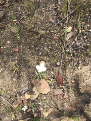 Clarkia epilobioides