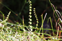 Lindsaea linearis
