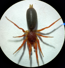 Caponiidae