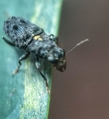 Apatenia
