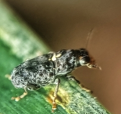 Apatenia