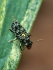 Apatenia