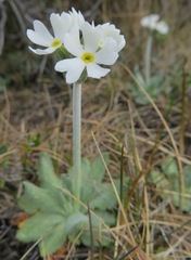 Primula magellanica