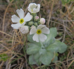 Primula magellanica