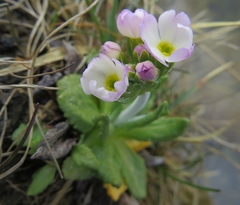 Primula magellanica