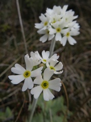 Primula magellanica