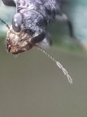 Apatenia