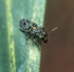 Apatenia
