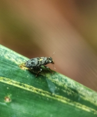 Apatenia