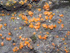 Cheilymenia coprinaria