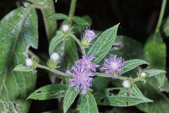 Lepidaploa salzmannii