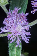 Lepidaploa salzmannii