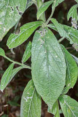 Lepidaploa salzmannii