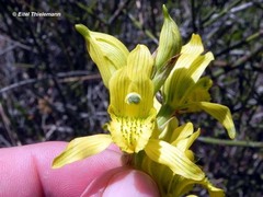 Chloraea barbata