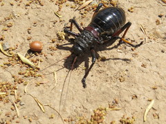 Eugaster