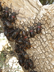 Eugaster